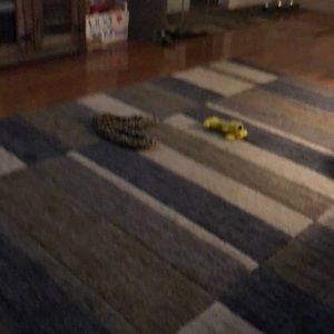 Meet your Posher, Tanya